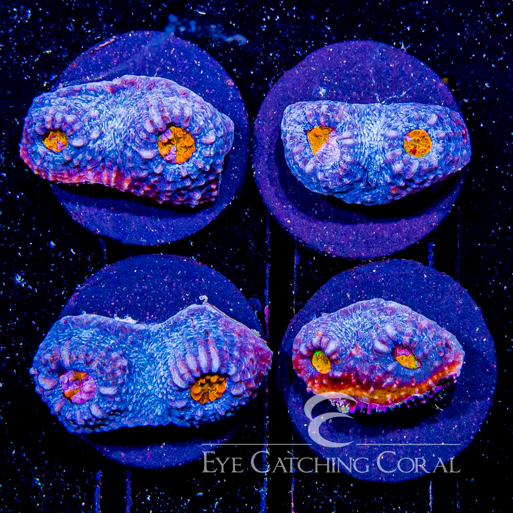 ECC Flame Eye Chalice Frag