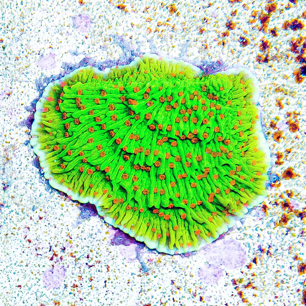 ECC Seasons Greetings Montipora Frag