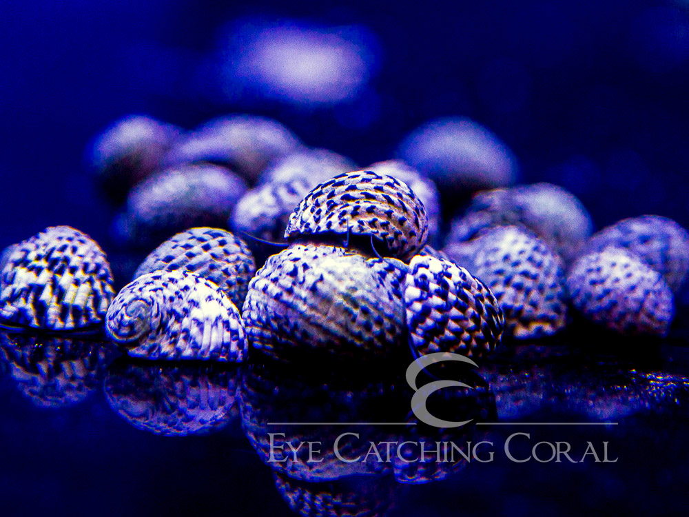 Nerite Snail - Checkered 