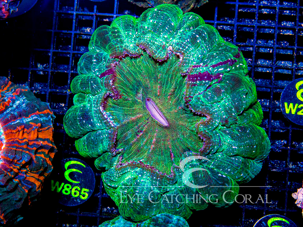 Indo Acanthophyllia Show - Disc W865
