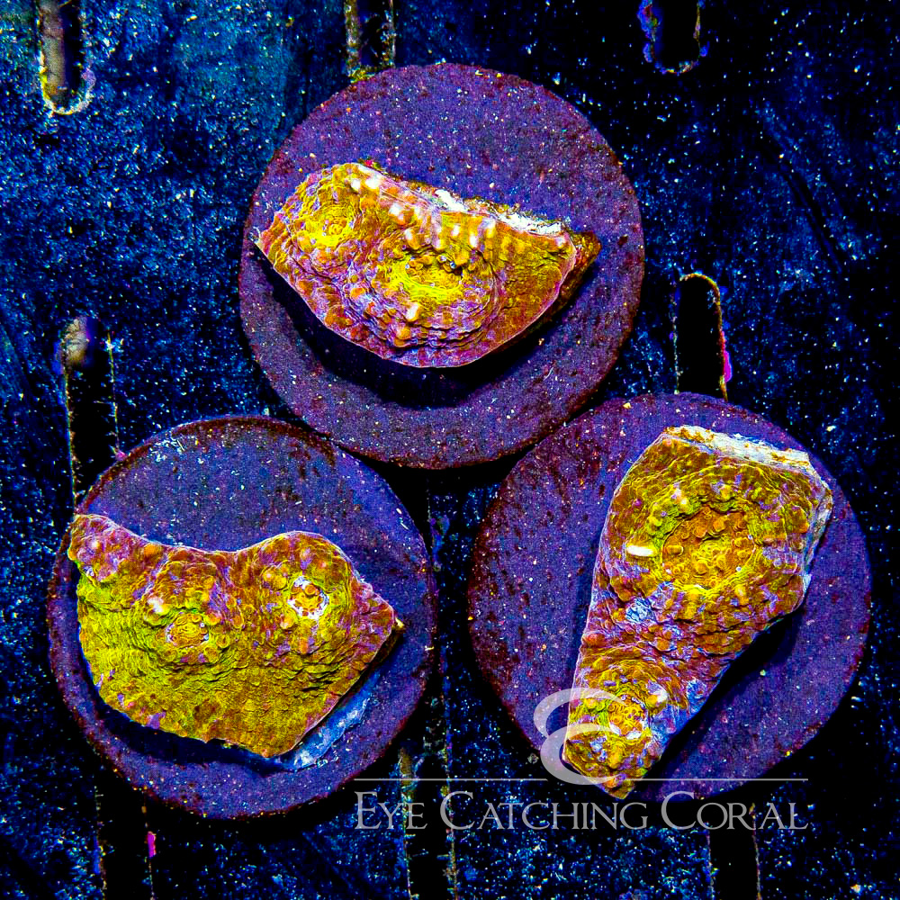 ECC Solar Flare Chalice Frag