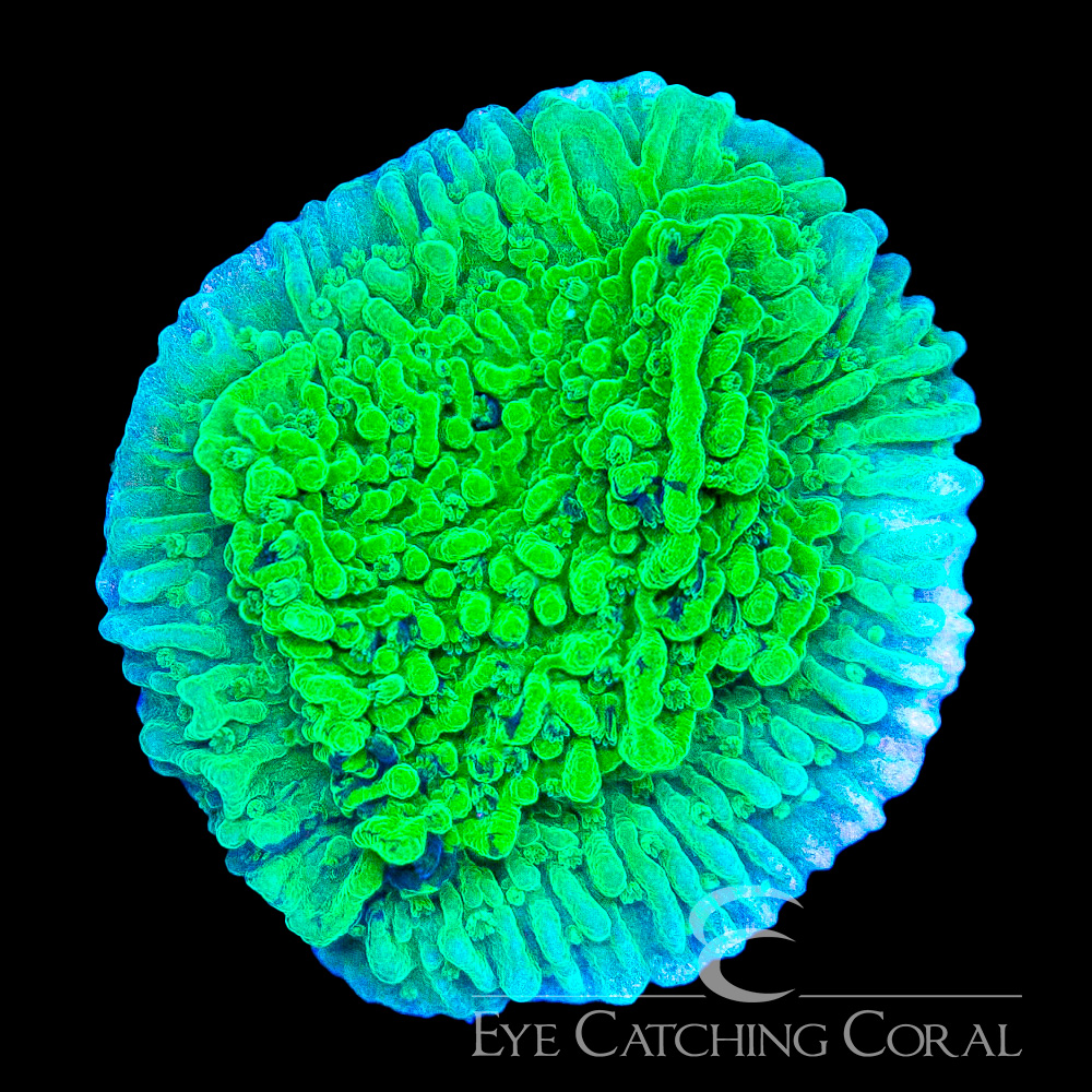 ECC Evergreen Montipora Frag