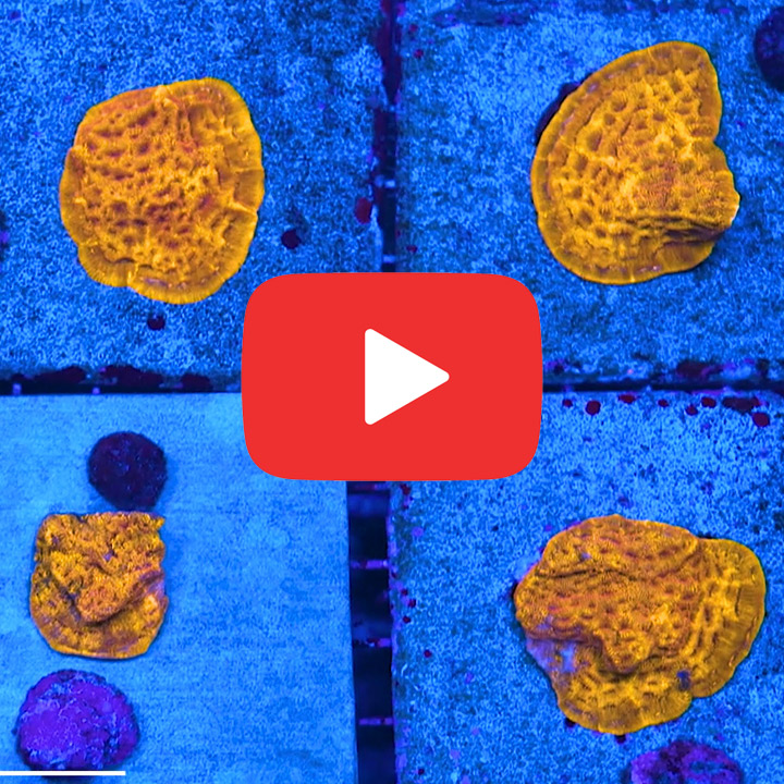 ECC Orange Crush Leptoseris Frag
