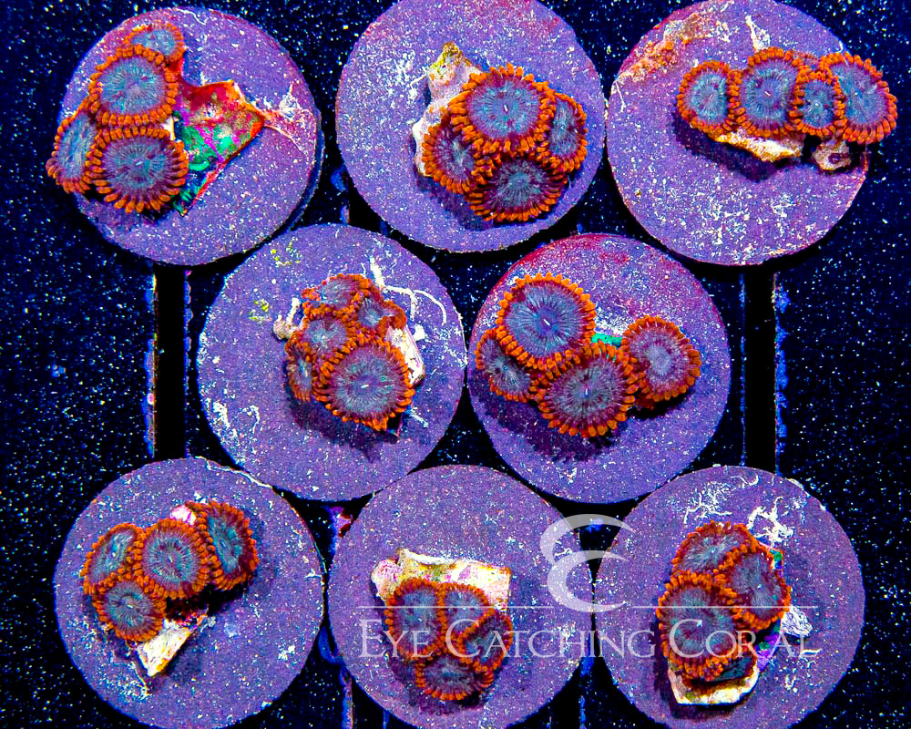 ECC Frozen Flame Zoanthid Frag