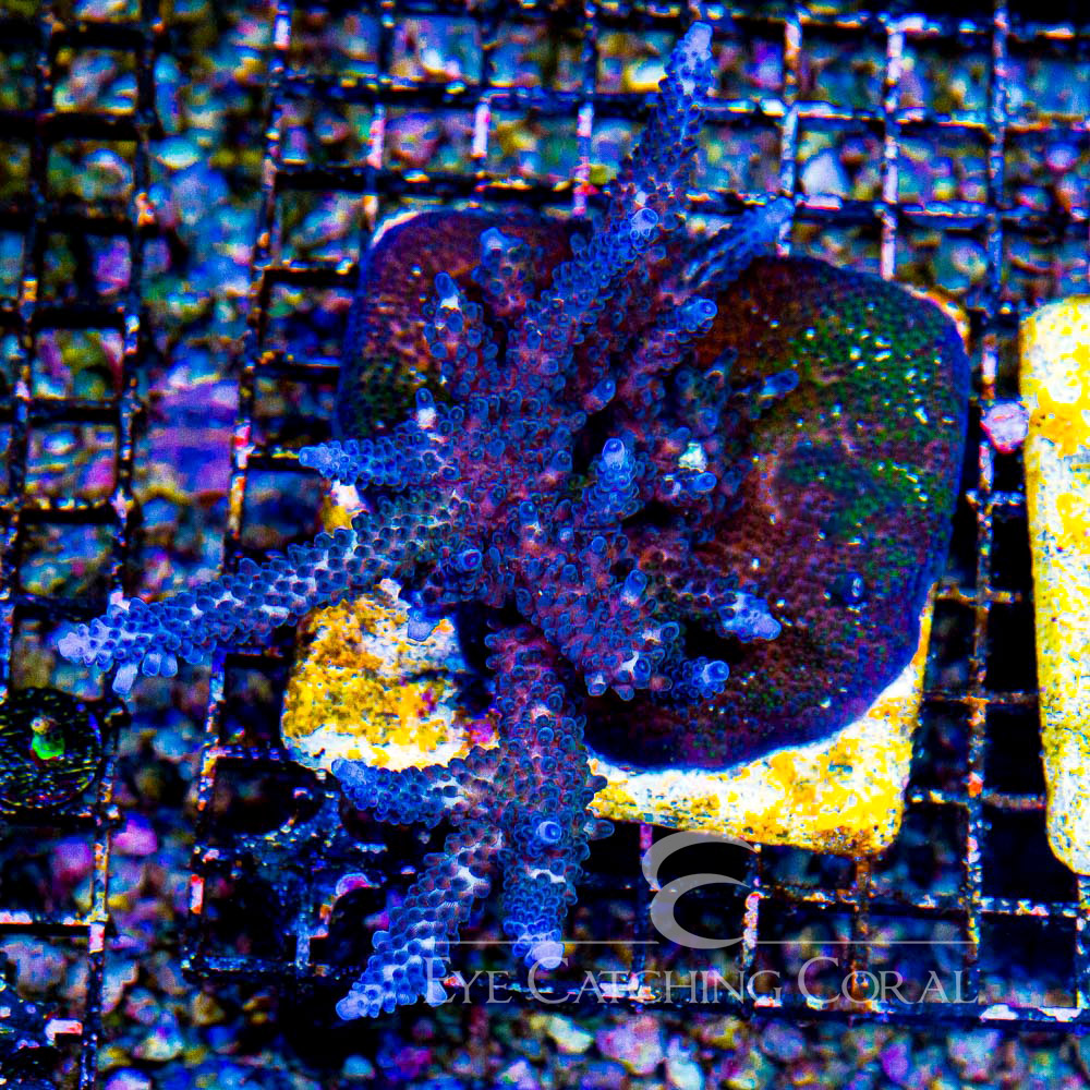 ECC Moon Walker Acropora Frag
