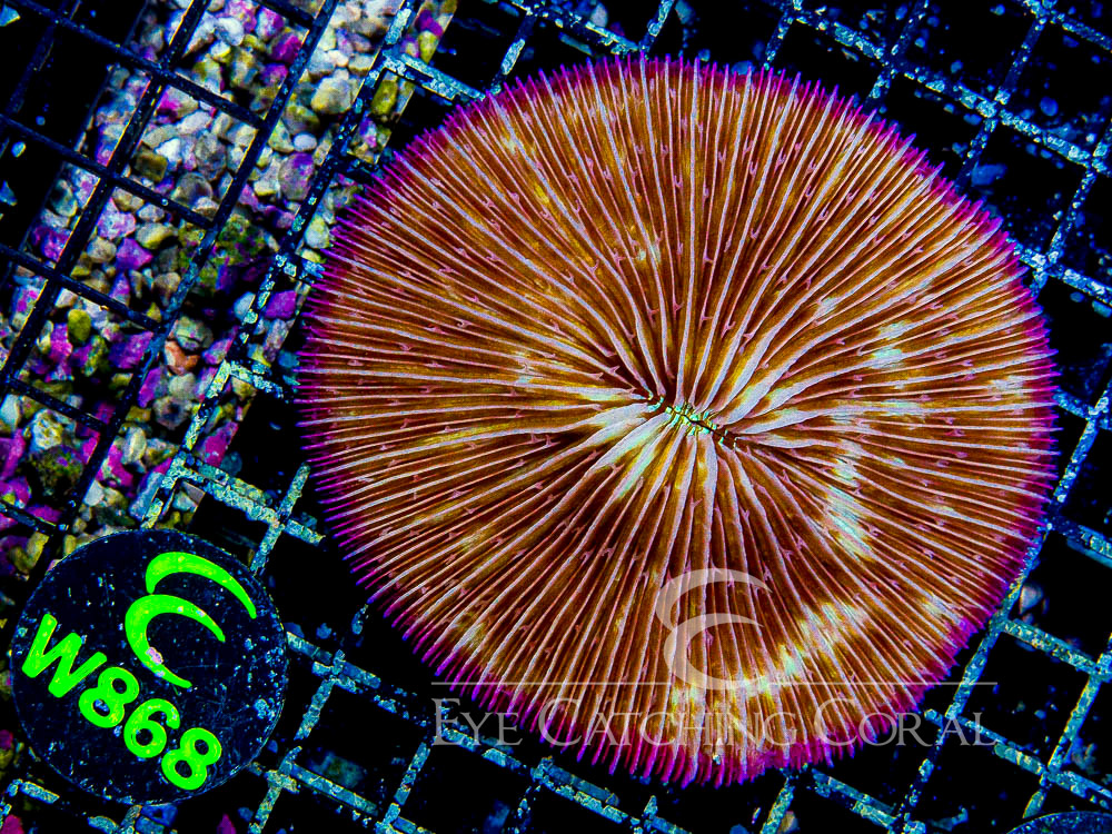 Fiji Fungia Assorted XL - Disc W868
