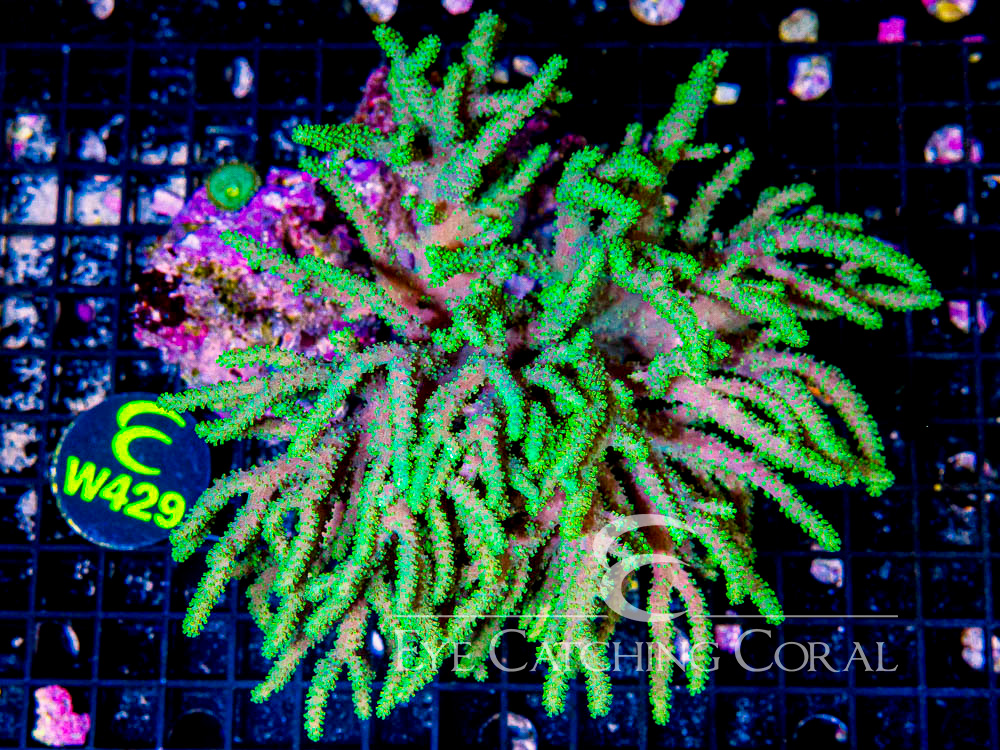 Aussie  Sinularia Neon Green Show - Disc W429