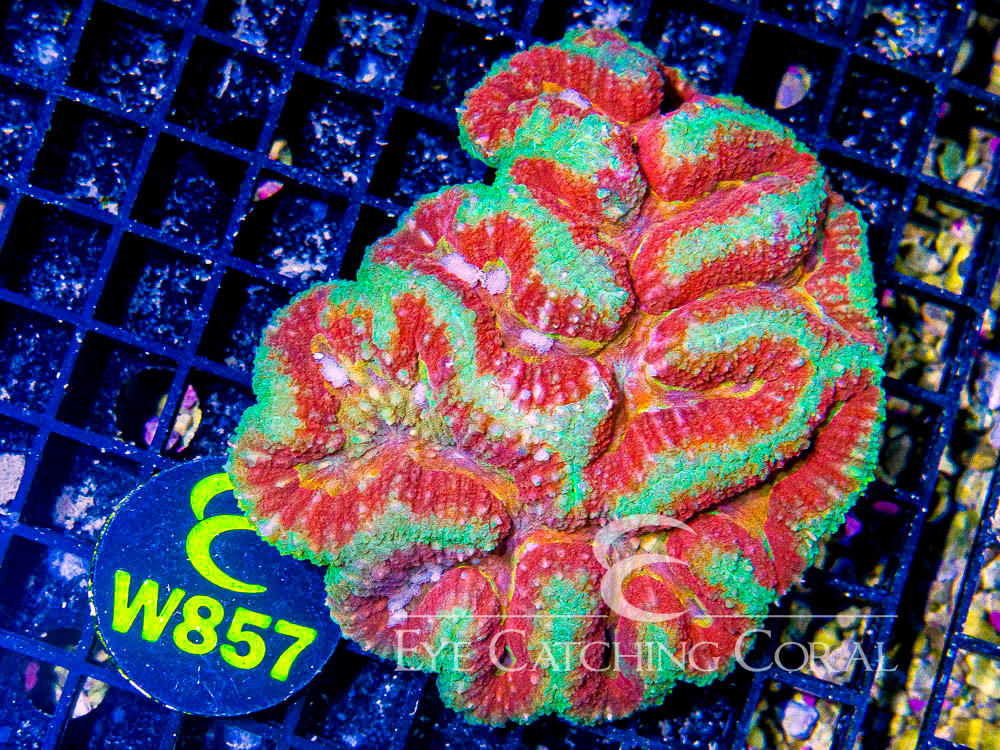 Indo Lobophyllia or Symphyllia L - Disc W857