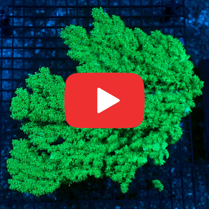 ECC The Fuzz Acropora Frag