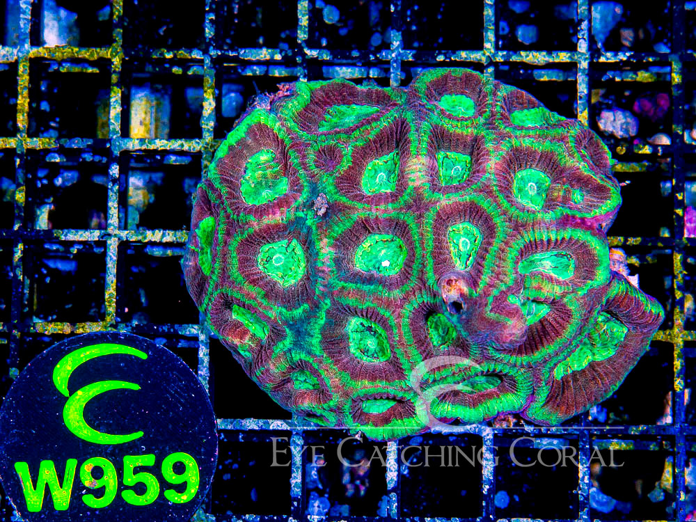 Aussie Prism Favia Unique S - Disc W959