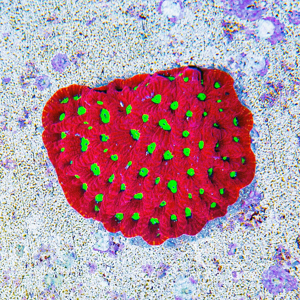 ECC Charged Lithium War Coral Frag