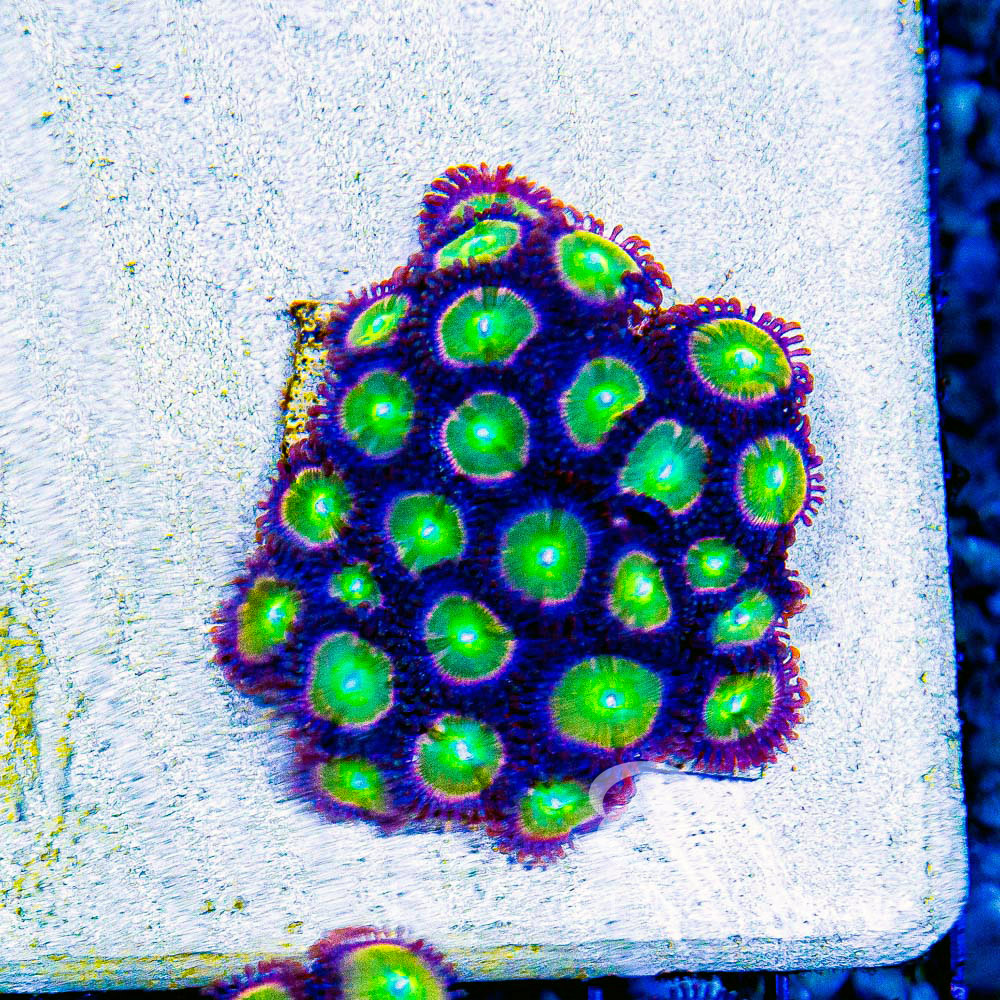 ECC Rainbow Spectrum Zoanthid Frag (2+Polyp Average)