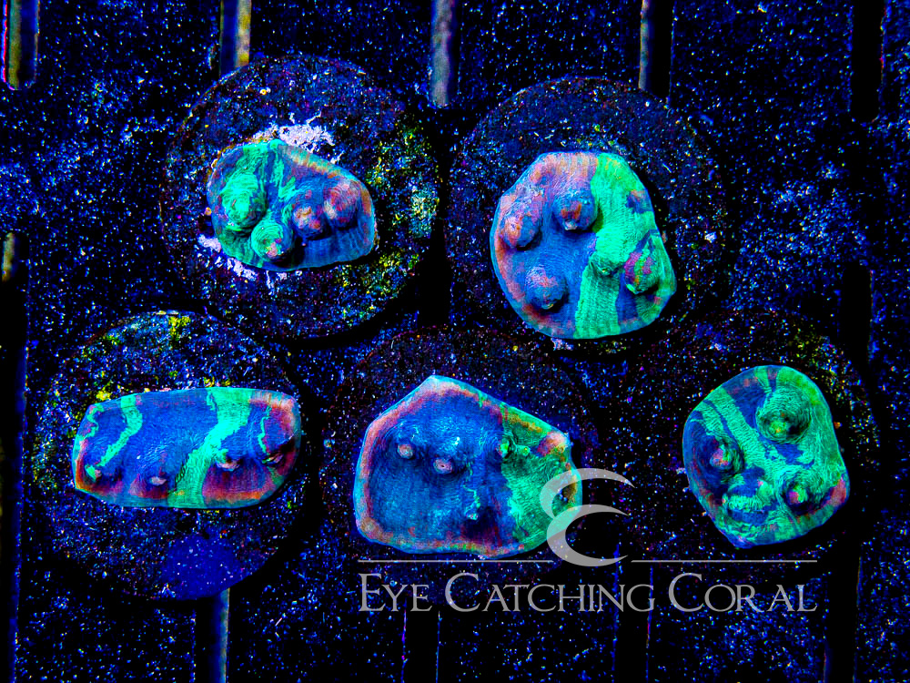 ECC Chemtrail Chalice Frag