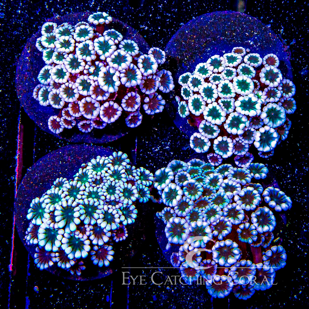 ECC Peach Wave Alveopora Frag