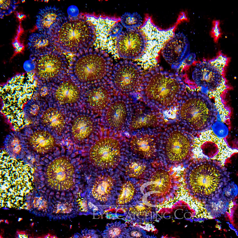 ECC Pandora Zoanthid Frag (4+ Polyp Average)