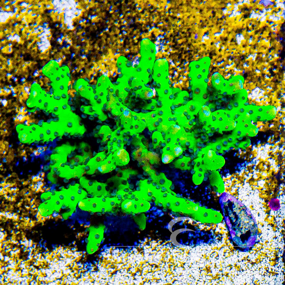 ECC Granny Smith Anacropora Frag