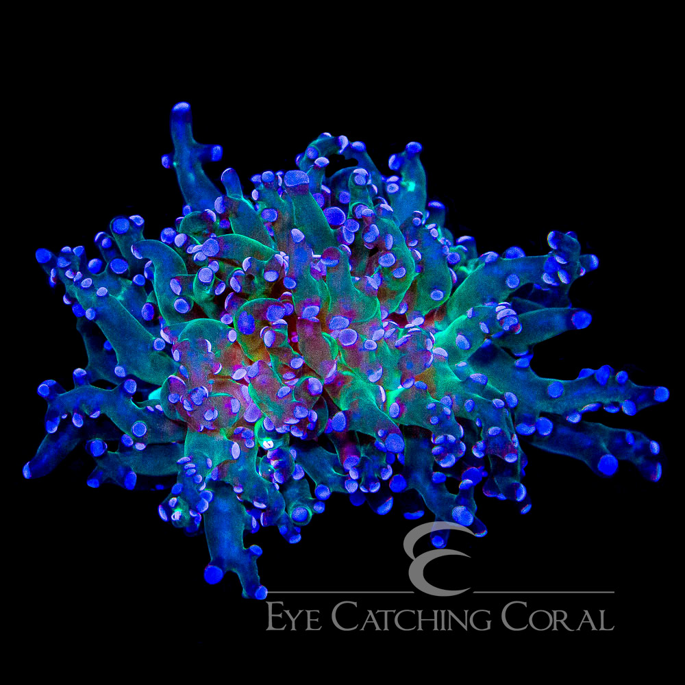 ECC Purple Zazu Frogspawn Frag