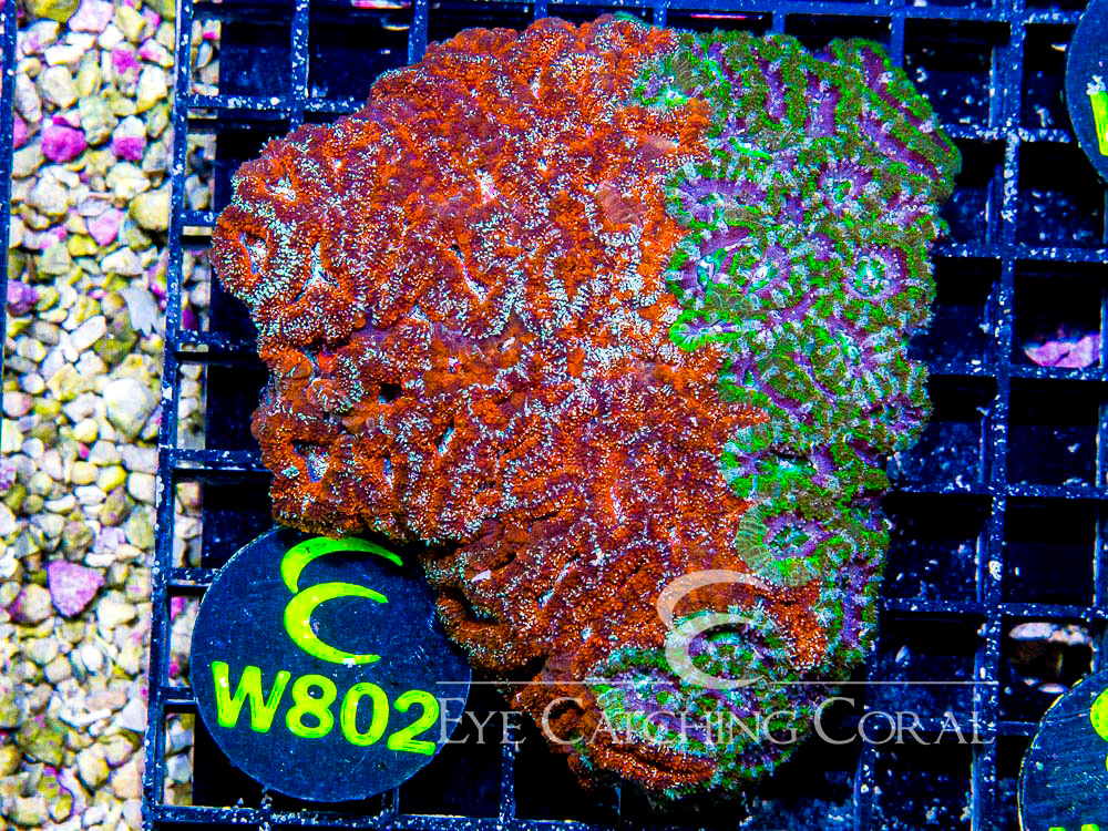 Aussie Acan Lord Ultra L - Disc W802