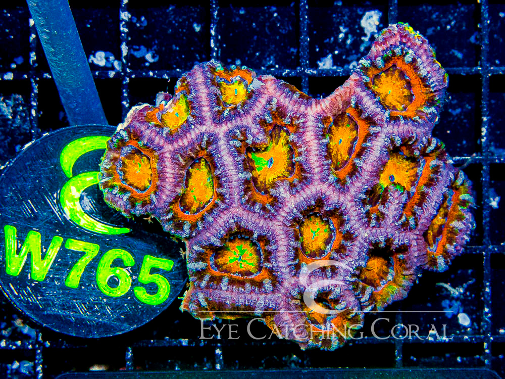 Aussie Acan Lord Rainbow or Super Ultra S - Disc W765