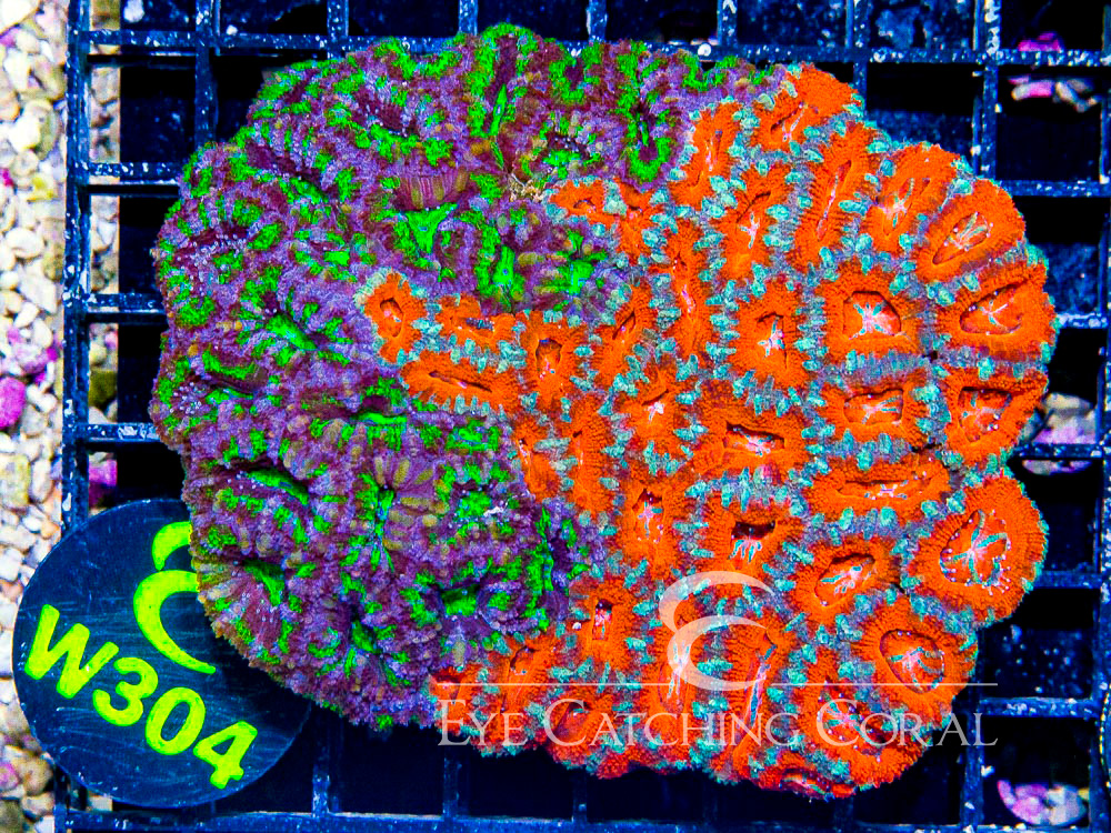 Aussie Acan Lord Ultra L - Disc W304