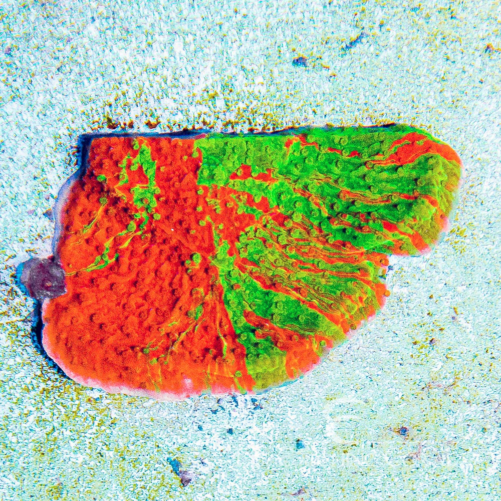 ECC Grafted Montipora Frag