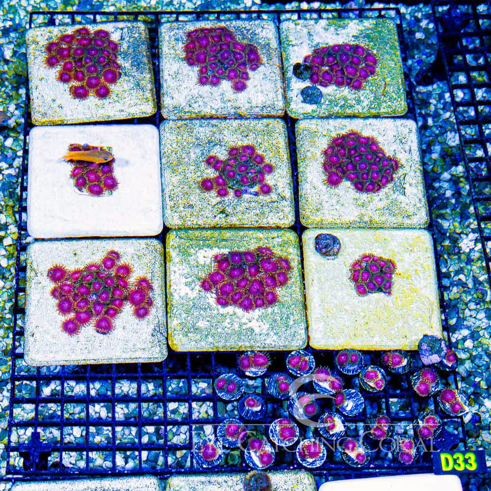 ECC Super Fruit Zoanthid Frag (2+Polyp Average)