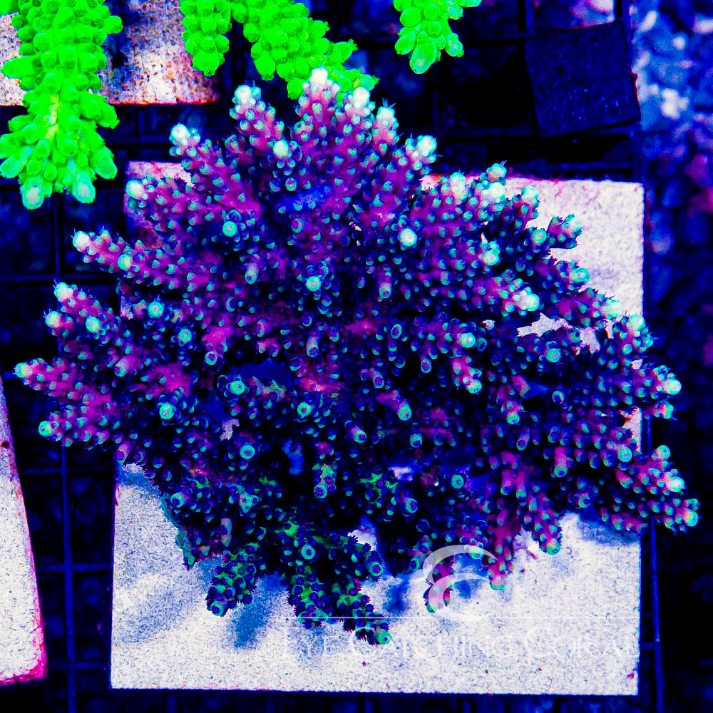 ECC Pink Cadillac Acropora Frag