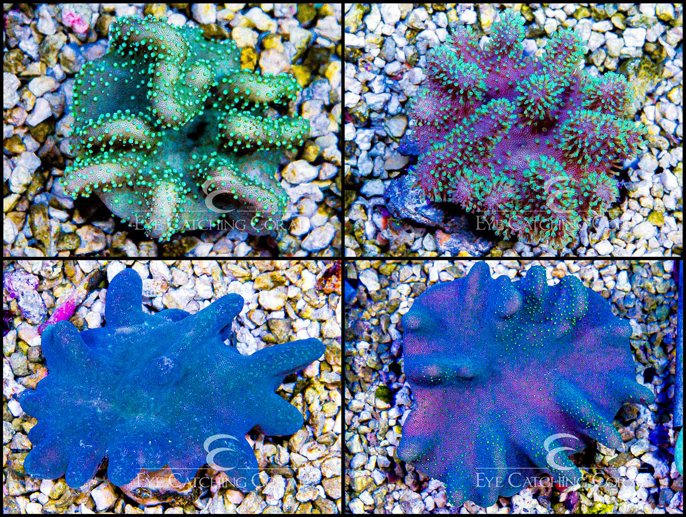 Green Devil's Hand Leather Coral