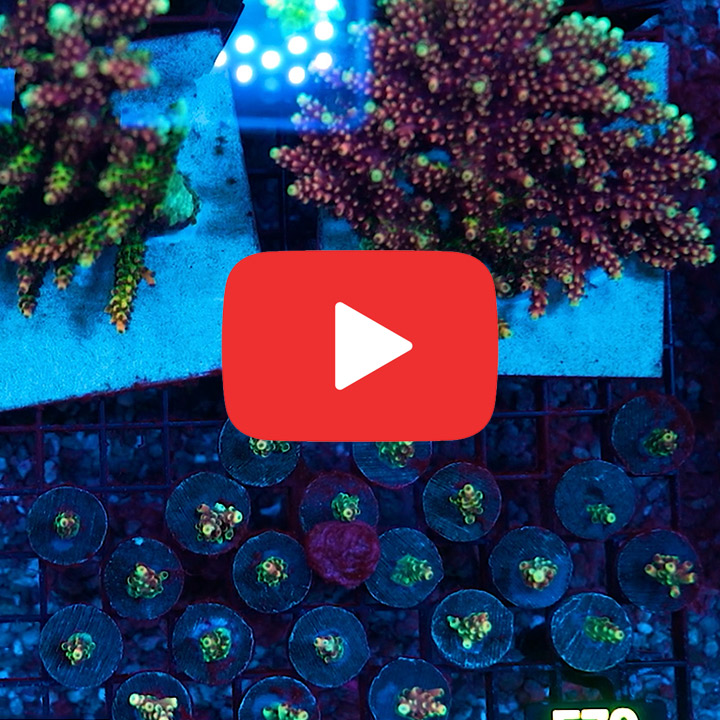 ECC Pink Cadillac Acropora Frag