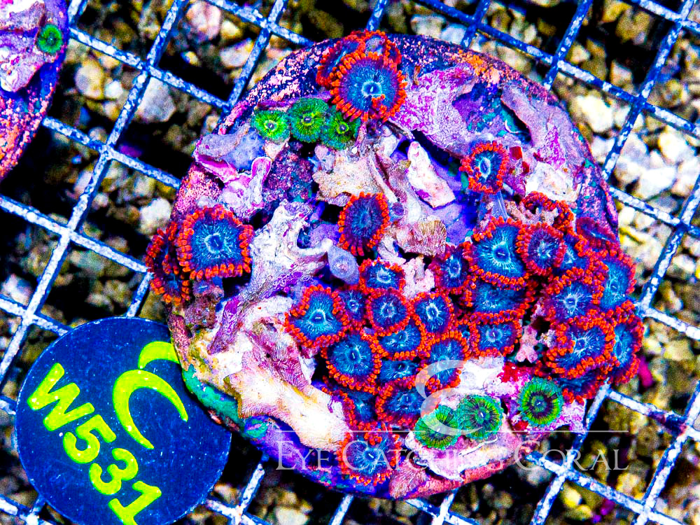 Indo Zoanthid M- Disc w531
