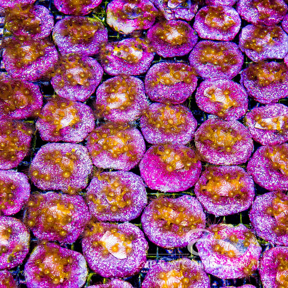 ECC Yellow Polyps Mini Colony