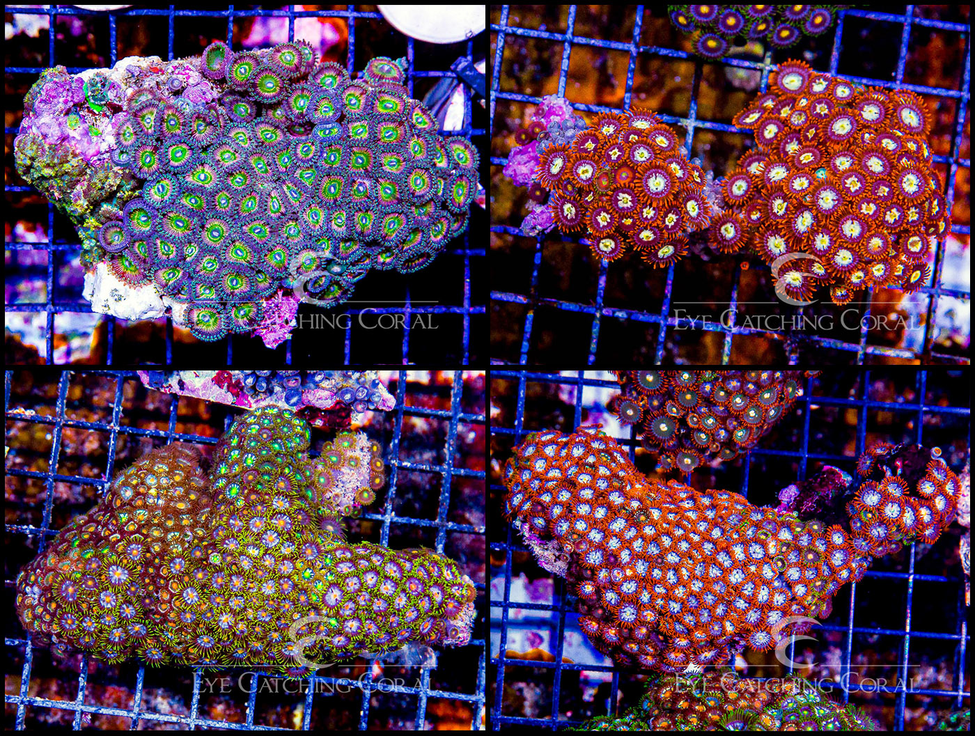 Zoanthid Ultra (Sorted by Size & Color)