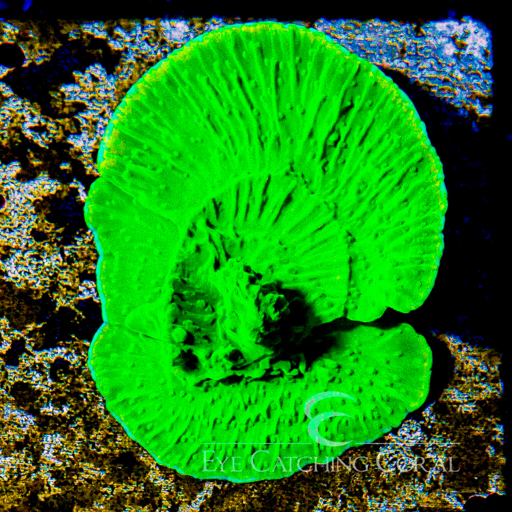 ECC Ghoulish Glow Montipora Frag