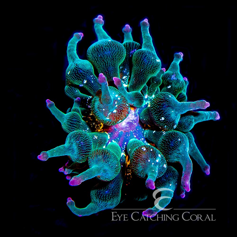 ECC Nexus Joker Bubble Tip Anemone