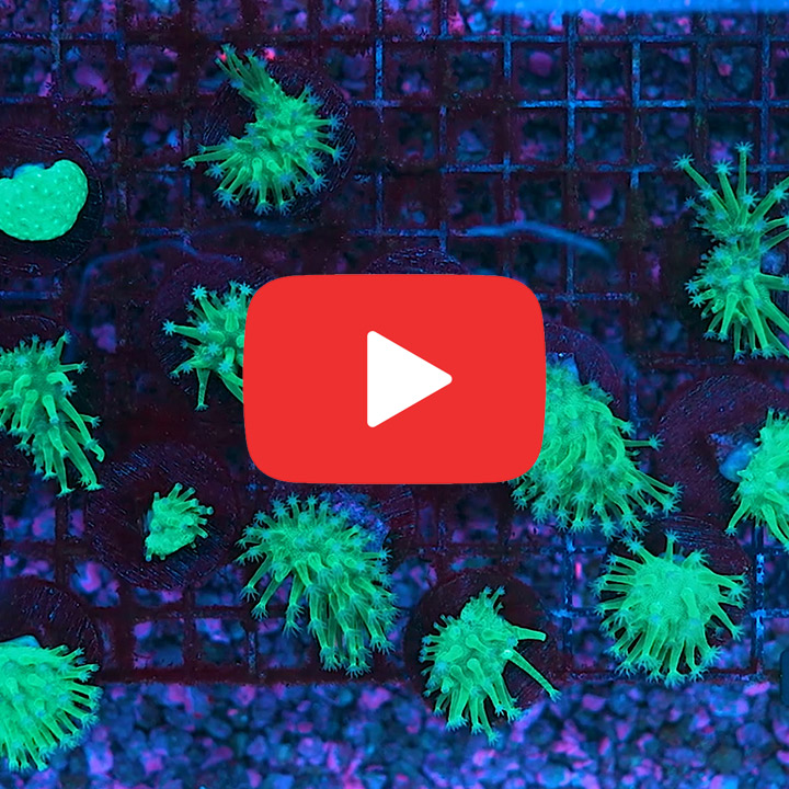 ECC Weeping Willow Toadstool Frag
