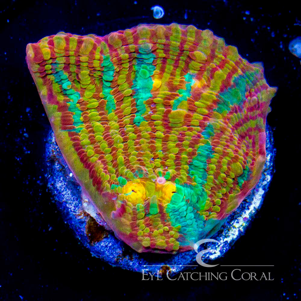 ECC Jailbird Convict Chalice Frag Aquacultured Frags Eye Catching Coral