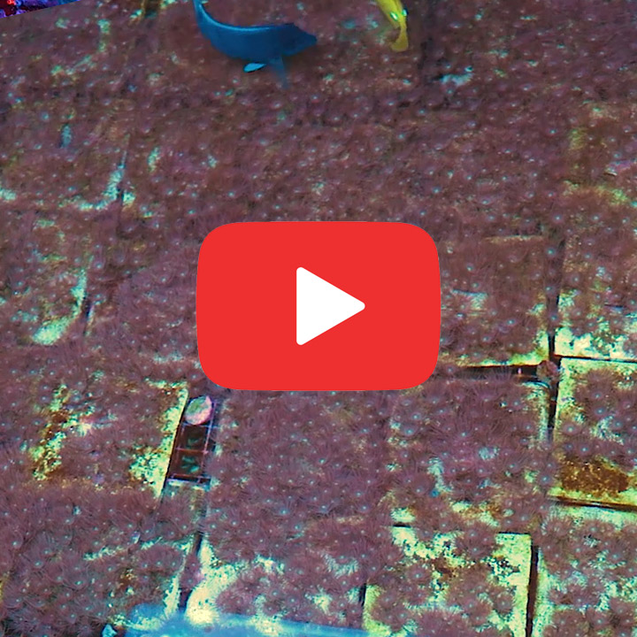 ECC Yellow Polyps Mini Colony