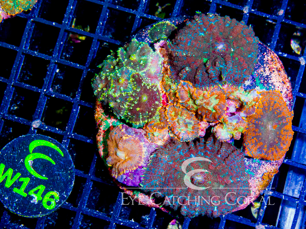 Indo Rhodactis Mushroom XL - Disc W146