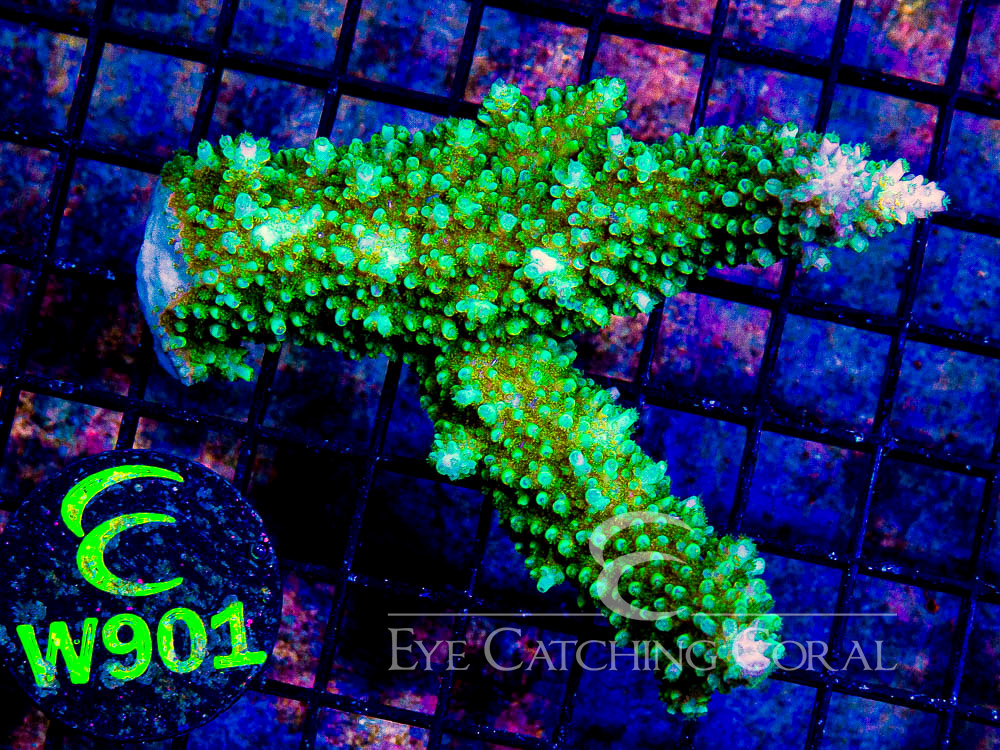 Aussie Acropora - Priced by size and color  S - Disc W901