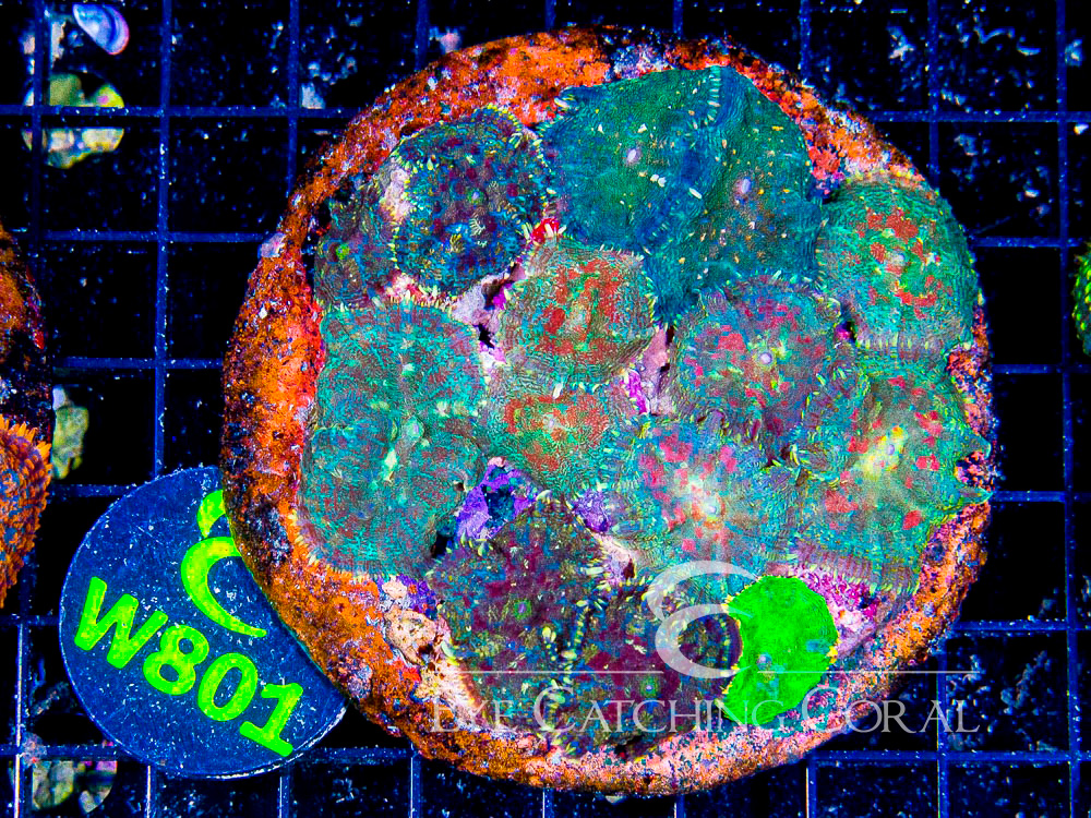 Indo Rhodactis Mushroom XL - Disc W801
