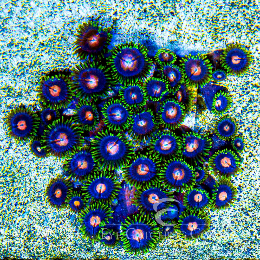 ECC Blow Pops Zoanthid Frag (4+ Polyp Average)