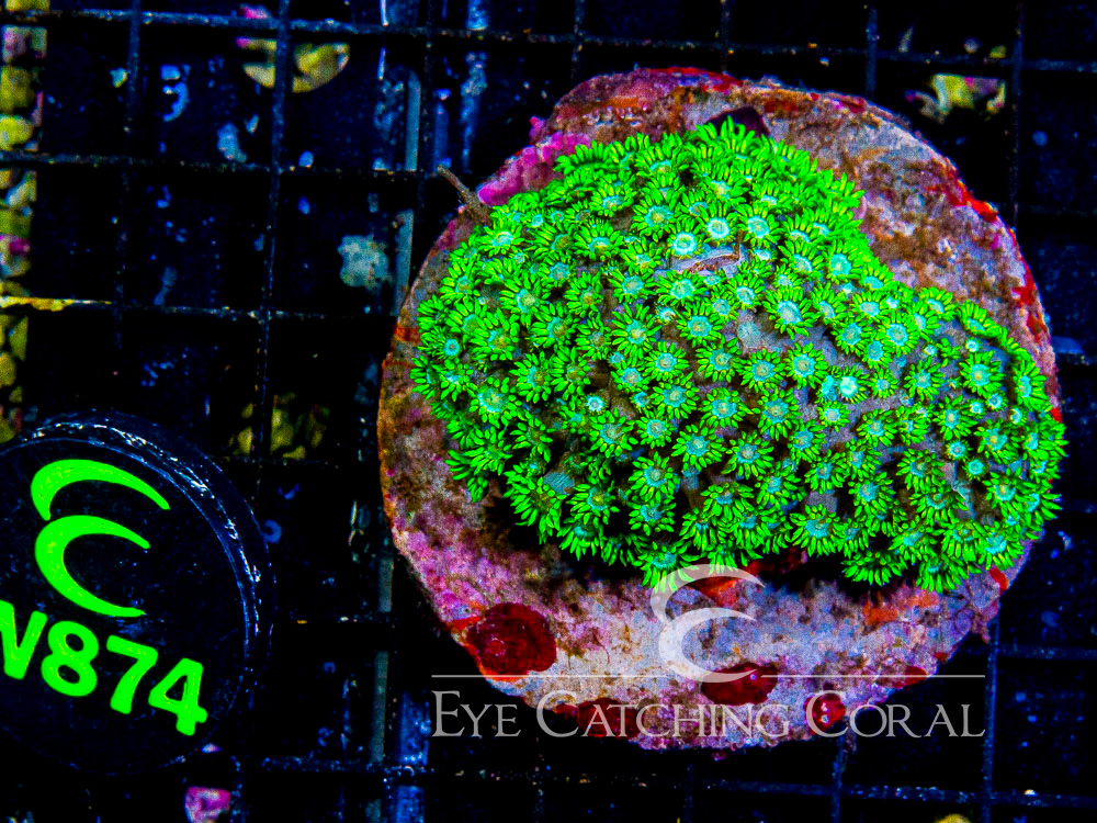 Indo Goniopora L - Disc W874