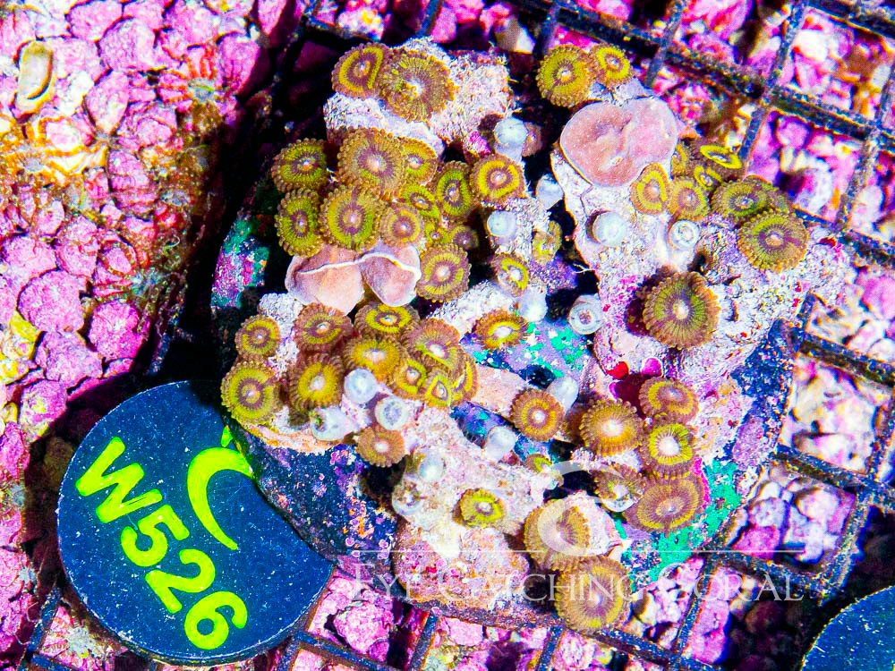 Indo Zoanthid L - Disc W526