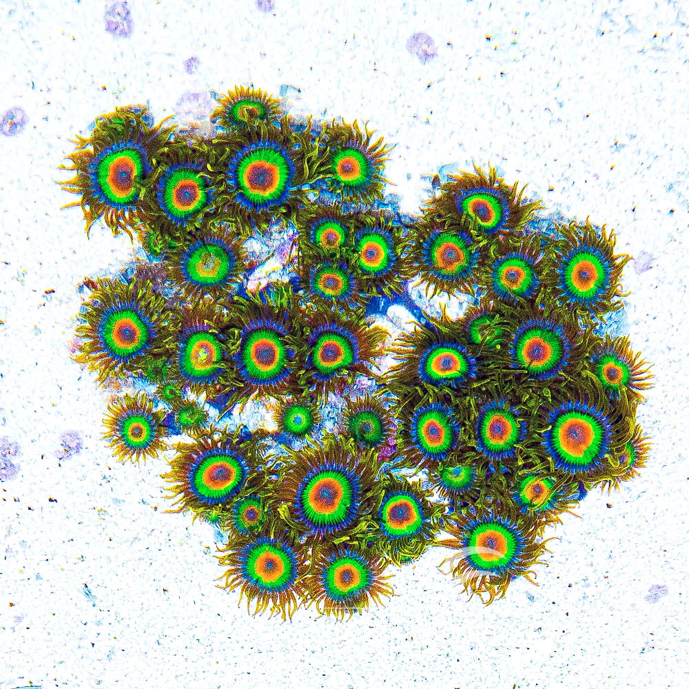 ECC Rasta Zoanthid Frag (4+ Polyp Average)