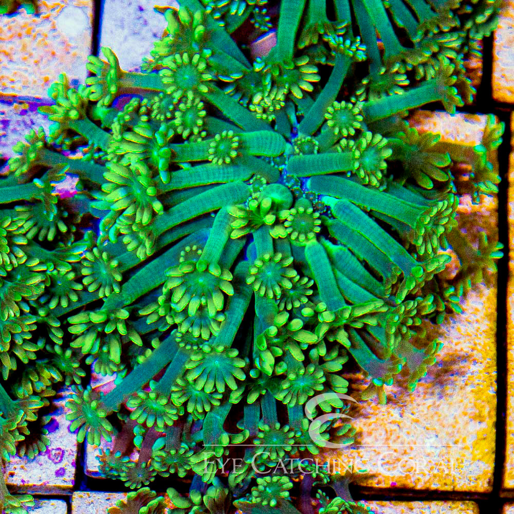 ECC Sun Kissed Alveopora Frag