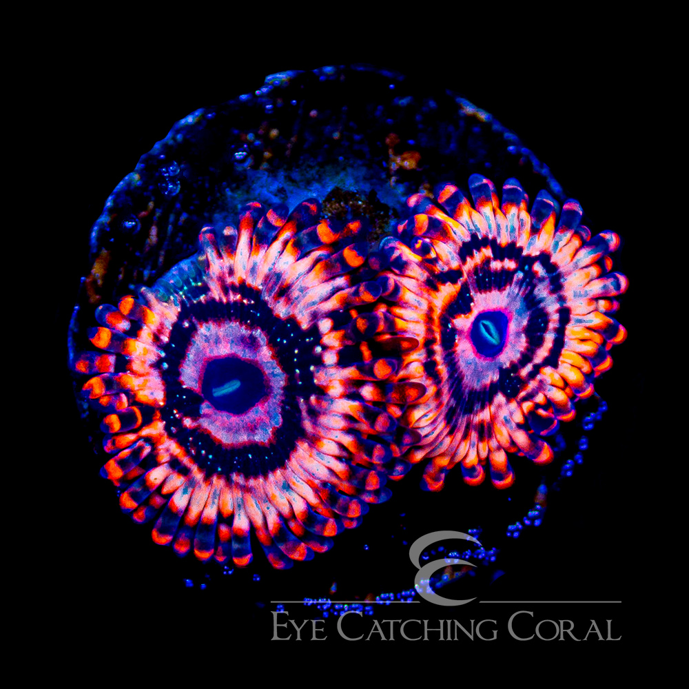ECC Utter Chaos Palythoa Frag (2+ Polyp Average)