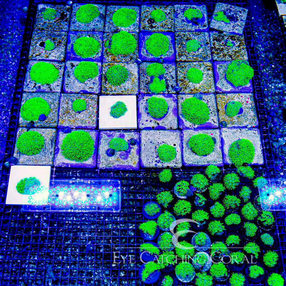ECC Emerald Grove Green Star Polyp Frag