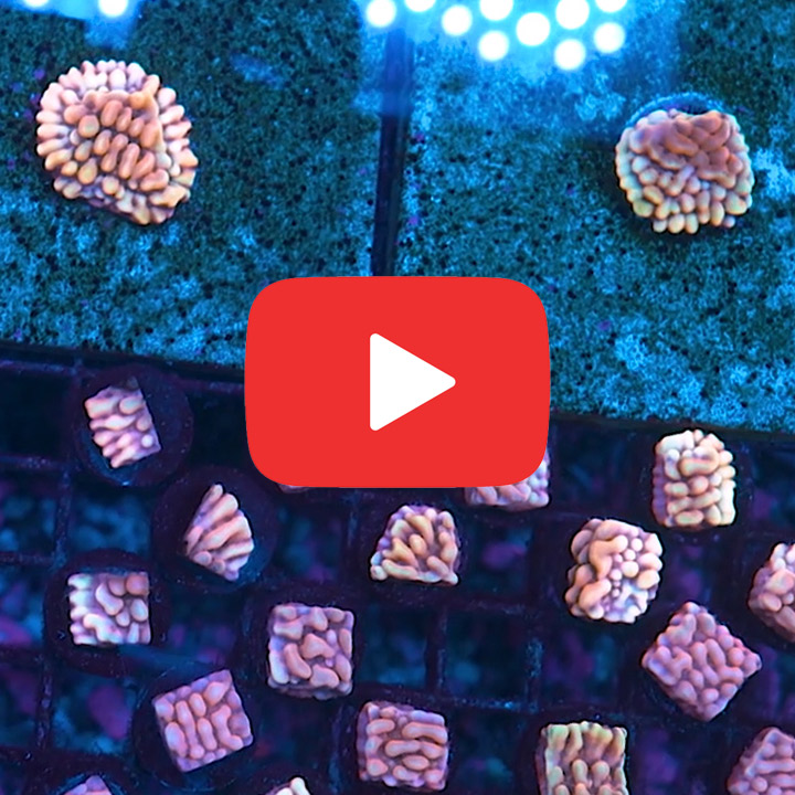 ECC Love Shack Montipora Frag