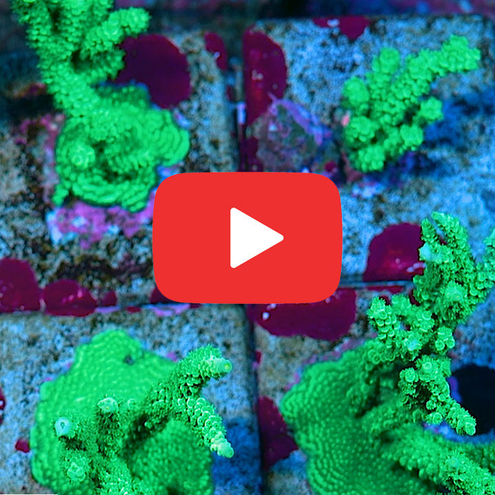 ECC Green Star Acropora Frag