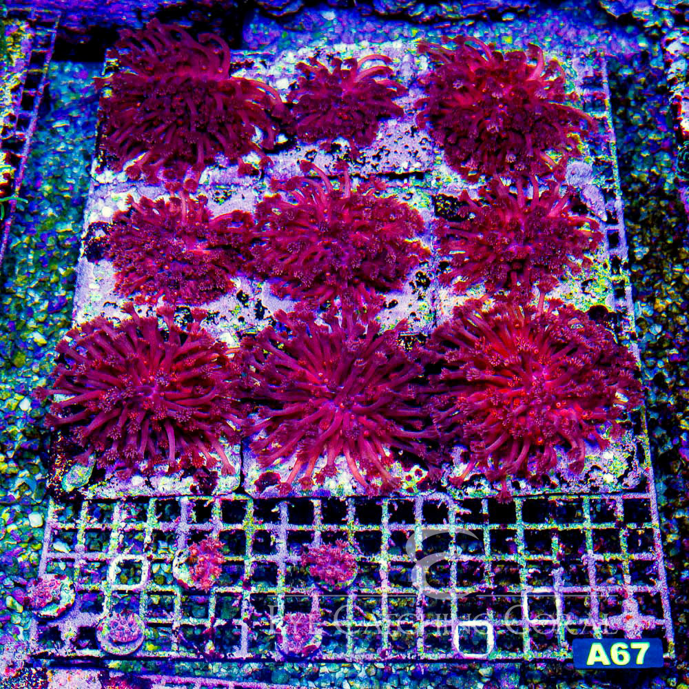 ECC Kashmira Goniopora Frag